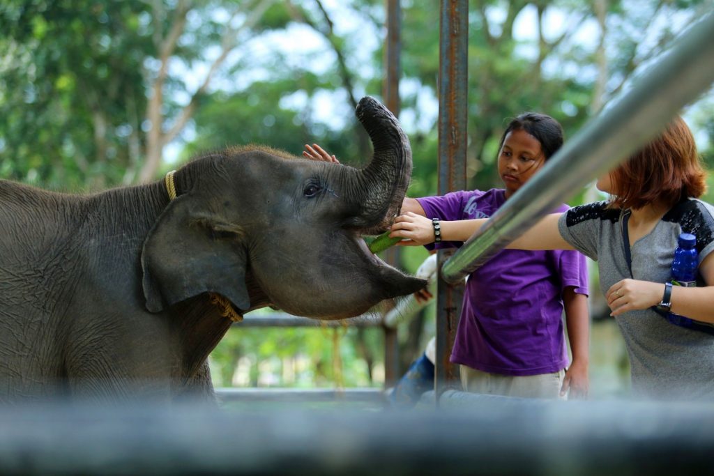 Foto Gajah Erin Dengan Belalai yang Terpotong