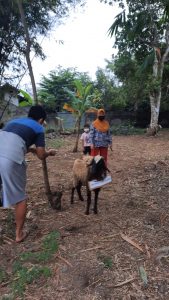 Momentum Idul Adha- Qurban Ala PSLH UGM 2021 2